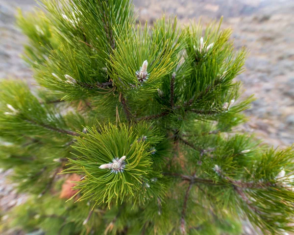 Natural Spruce Buds Defocused Background — Stock Photo, Image
