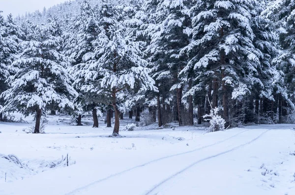 Çam ağaçları ile bir ormanın kış manzarası.