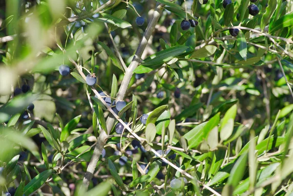 Drzewo Oliwne Świeżych Dojrzałych Owoców Słoneczny Dzień — Zdjęcie stockowe