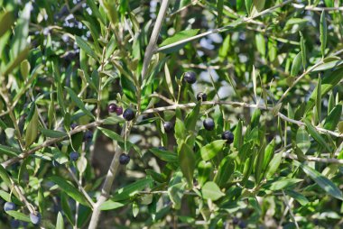 Doğal Konfit Zeytin ağaç.