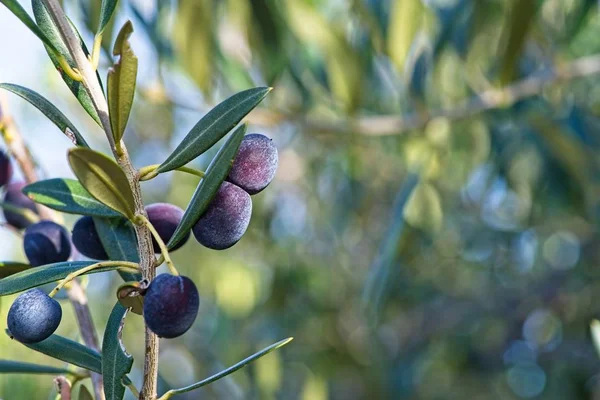 Olive Branch Dojrzałych Owoców Słoneczny Dzień — Zdjęcie stockowe