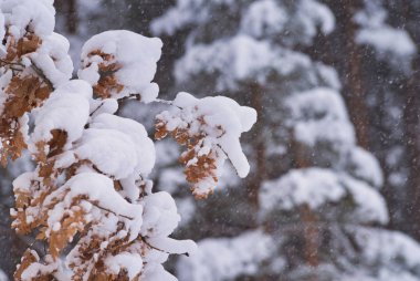 Sonbahar Ağaç ve ufuk arka plan ile kış manzara.