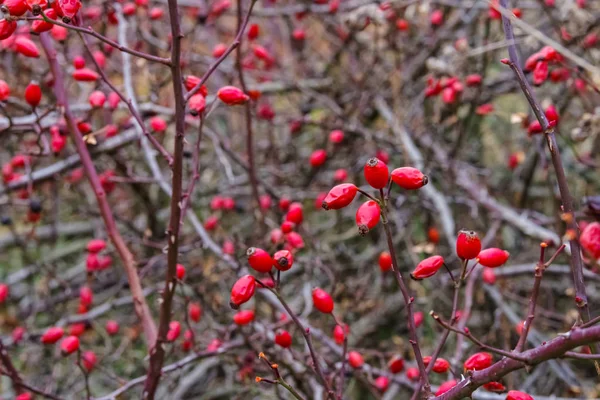 Árbol Natural Con Frutos Maduros Rosa Mosqueta — Foto de Stock