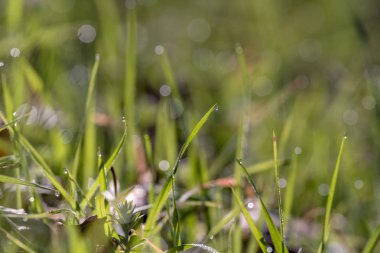 Taze ot ve gündoğumu, su damlaları.