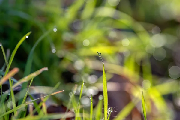 Natural grass with water drops at sunrise.