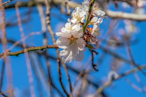 Virágzó Mandula Egy Napsütéses Napon — Stock Fotó