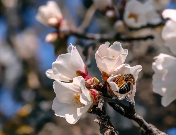 Abeille Ramassant Pollen Printemps Partir Une Fleur Blanche — Photo