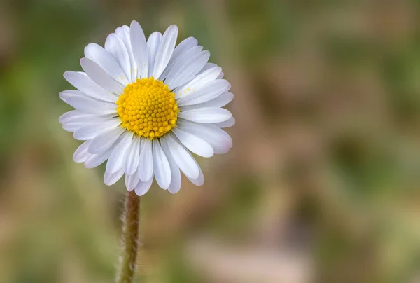 Kendi Doğal Ortamında Bahar Çiçek Çim Daisy Ile Sahne — Stok fotoğraf