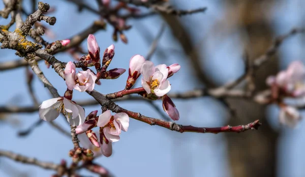 Сцена Миндальной Ветвью Полном Расцвете Весной — стоковое фото