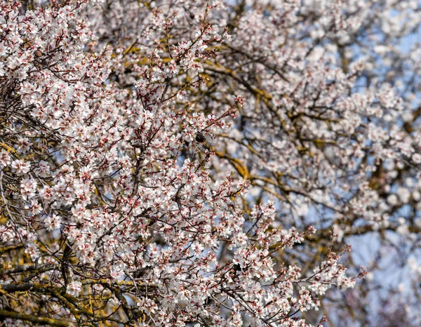 Verger Avec Branches Amande Pleine Floraison Printemps — Photo