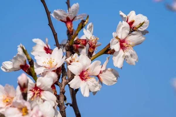 Branche Amandes Avec Des Fleurs Pleines Rosée Matin — Photo