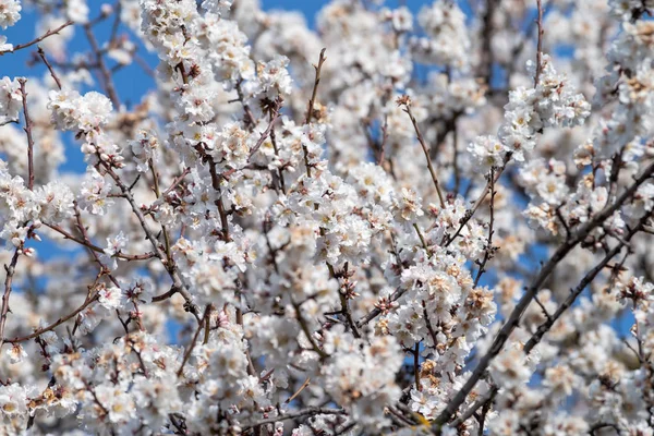 Amandier Avec Des Branches Pleines Fleurs Printemps — Photo