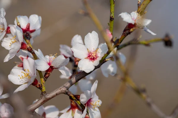 Scène Avec Des Fleurs Amande Remplies Rosée Matin — Photo