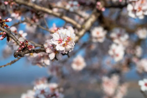 Branche aux fleurs d'amande illuminées par le soleil du matin — Photo