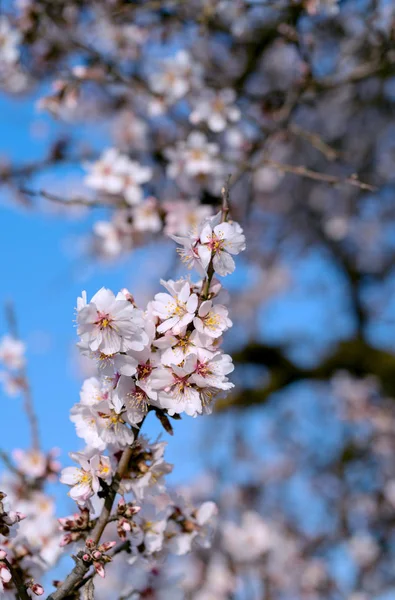 Branche d'amande en fleur au printemps et fond flou — Photo