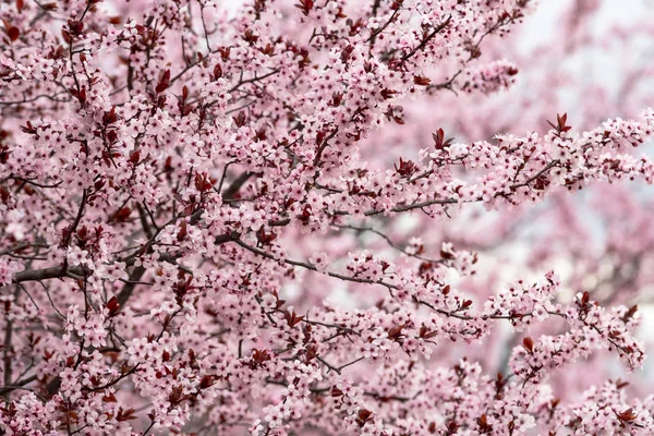 Scène avec prunier en pleine floraison au printemps — Photo