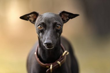 Genç İtalyan tazı köpeği odaklanmamış arka plan ile