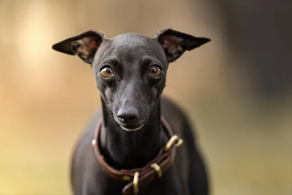 Genç İtalyan tazı köpeği odaklanmamış arka plan ile