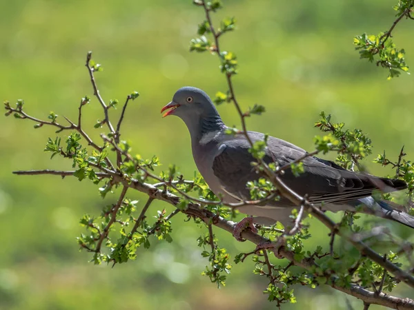Pigeon assis sur une branche fleurie à l'aube — Photo