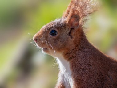 İspanyol Kızıl sincap bir güneşli sabahı