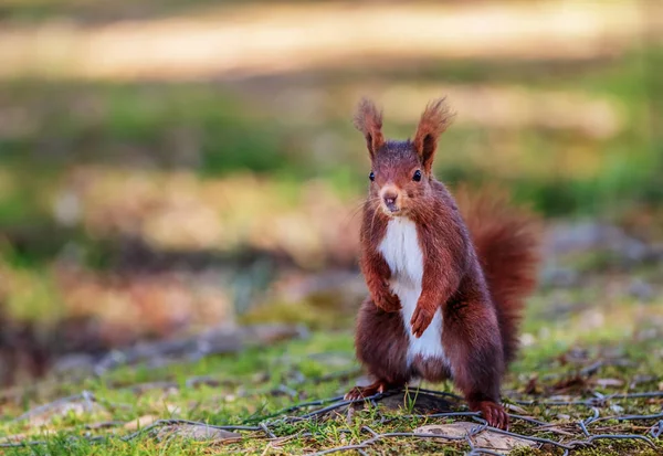 Güneşli bir portre Kızıl sincap