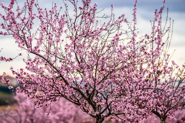 Plum blossom reggel jelenet — Stock Fotó