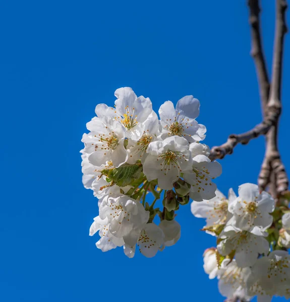 Branche de cerisier en pleine floraison avec fond bleu — Photo