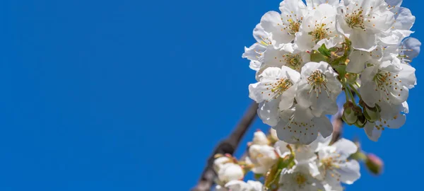 Scène de cerisier fleurissant au printemps sous le soleil — Photo