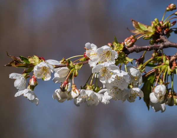 Scène avec branche de cerisier en pleine floraison — Photo