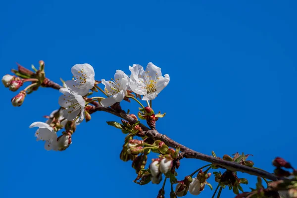 Branche de cerisier fleurissant au début du printemps et fond bleu ciel — Photo