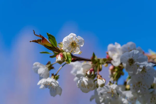 Scène au premier plan avec branche de fleur de cerisier avec fond bleu — Photo