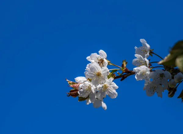 Гілка вишневого дерева, що цвіте з бджолою, що збирає пилок — стокове фото