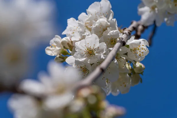 Branche de la floraison des cerisiers dans le tout premier plan — Photo