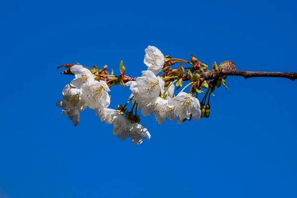 Gros plan avec branche de fleurs de cerisier avec fond bleu printemps — Photo