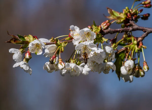 Abeille recueillant le pollen d'une fleur de prunier par une journée ensoleillée — Photo