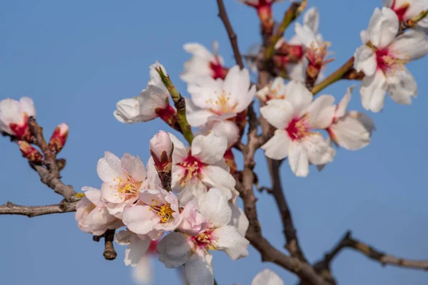 Branche d'amande avec des fleurs saupoudrées par l'eau du matin sur un matin de printemps ensoleillé — Photo