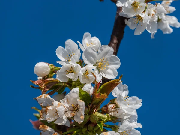 Branche rapprochée avec fleurs de cerisier blanc et fond bleu — Photo