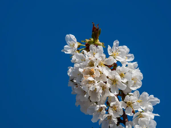 Branche avec fleurs de cerisier blanc et fond bleu — Photo