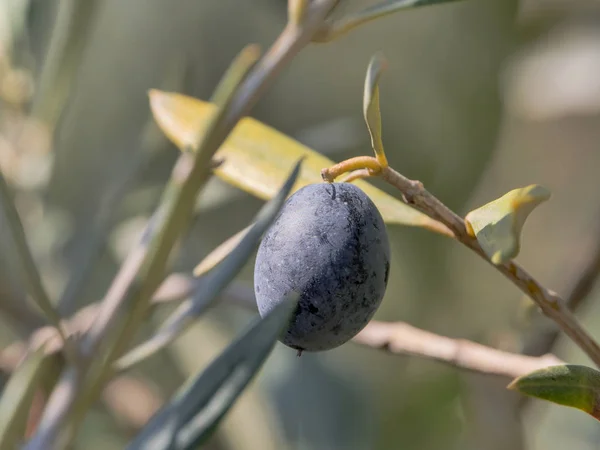 Scena z naturalnego drzewa oliwnego na drzewie w słoneczny dzień — Zdjęcie stockowe