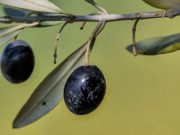Oddział z naturalny czarny drzew oliwnych i nieostre tło — Zdjęcie stockowe