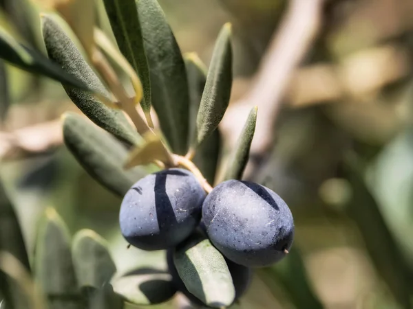 Feche as oliveiras pretas naturais em um dia ensolarado — Fotografia de Stock