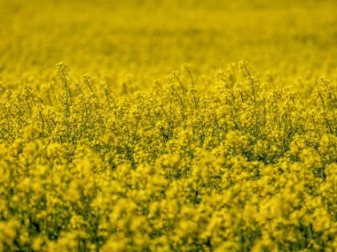Kolza tohumu alan sahne seçici odak ile bahar