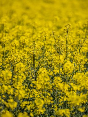 Kolza tohumu alan bahar seçici odak ile