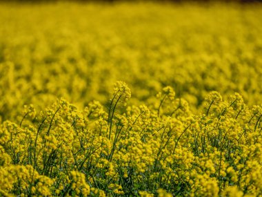 Kolza tohumu alan bahar odaklanmamış arka plan ile