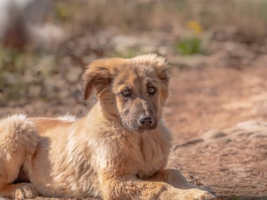 Güneşli bir günde oturan kahverengi genç köpek yavrusu