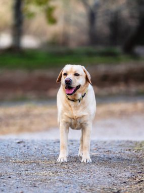 Labrador retriever genel bir parkta yürüyüş