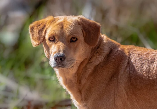 Labrador köpek uzakta seyir ile sahne — Stok fotoğraf