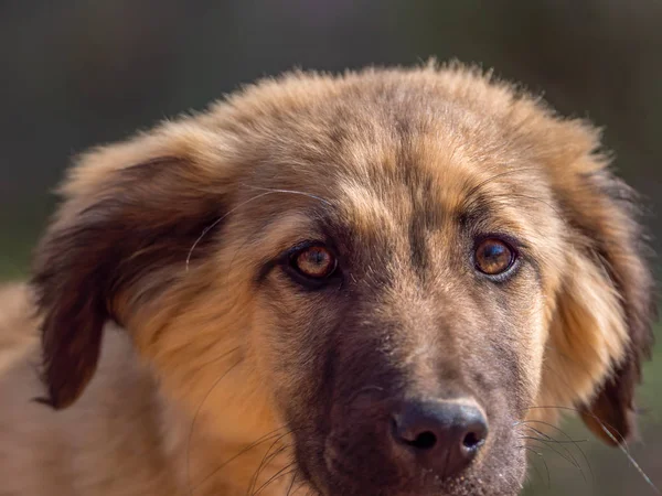 Güneşli bir günde genç köpek kapatın — Stok fotoğraf