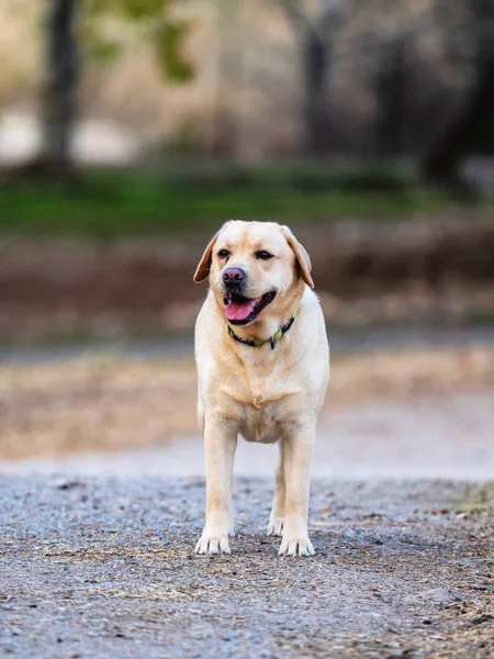 Labrador retriever genel bir parkta yürüyüş — Stok fotoğraf