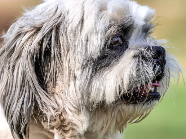 Güneşli bir günde kadar genç köpek yavrusu kapatın — Stok fotoğraf